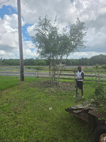 2M's crew member removing a tree by a fence line