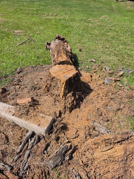Ground cleared of an old stump and debris