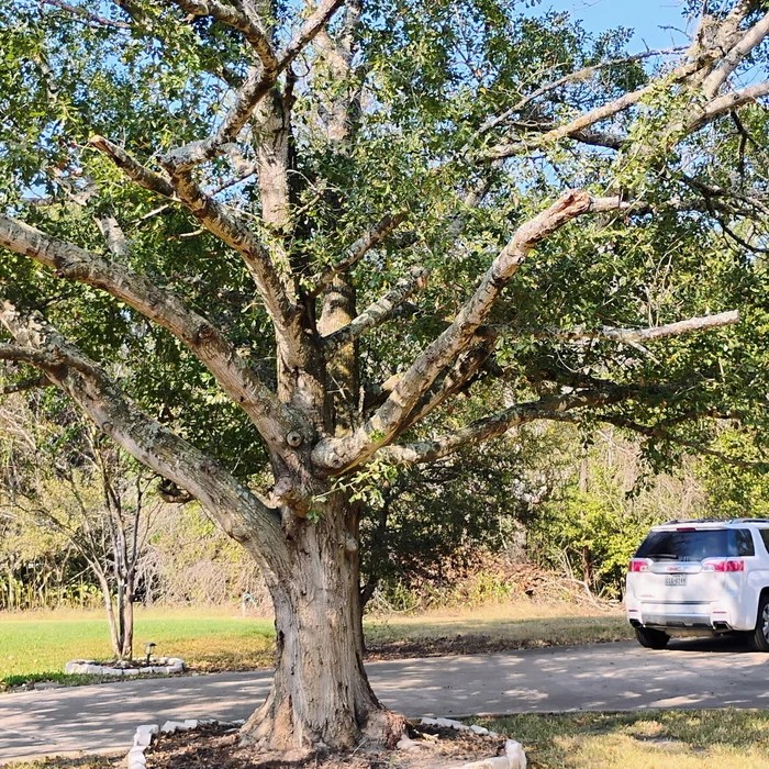 Large oak tree on a commercial property